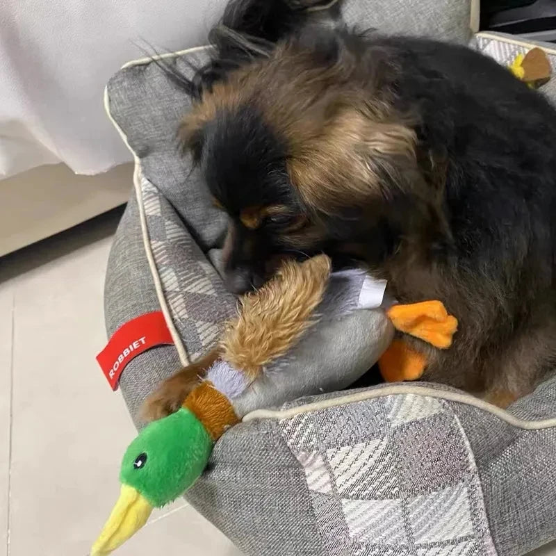 Duck Squeak Toy